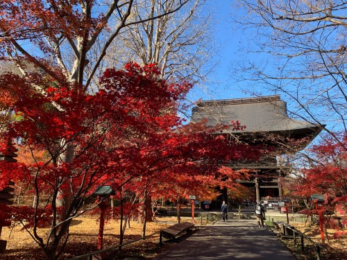 代表の津守さんが送ってくれた写真。「我が家の近くにある通称九品仏というお寺の紅葉です」